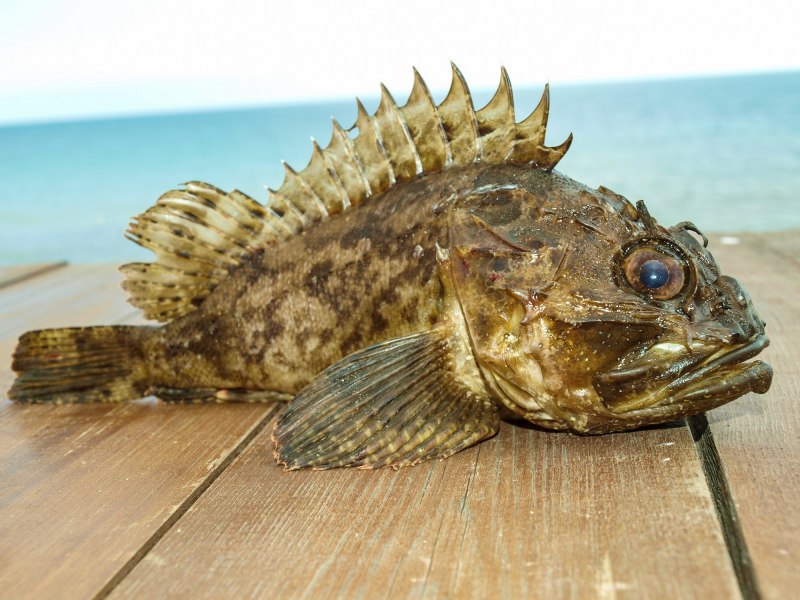Морской Ерш скорпена