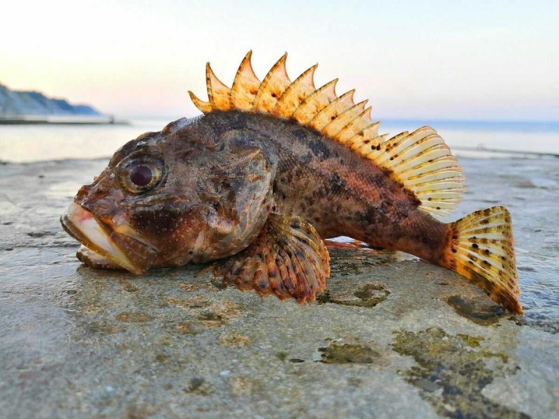 Морской Ерш скорпена Черноморский