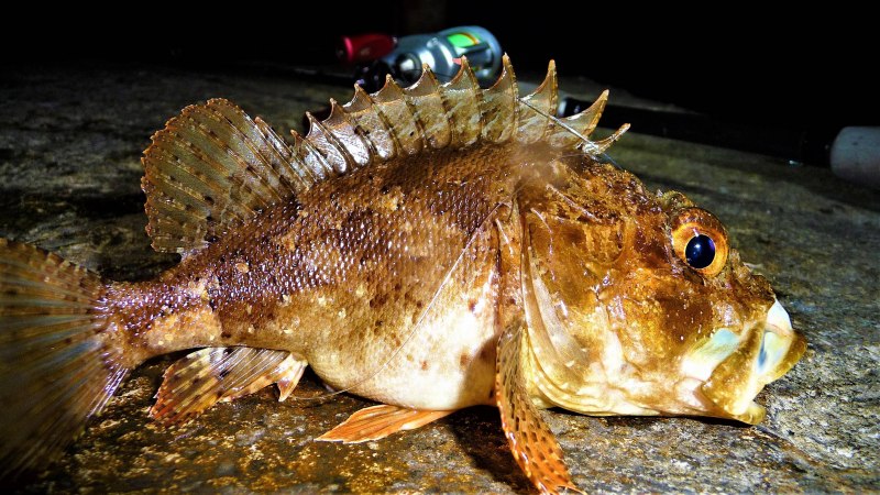 Морской Ерш скорпена Черноморский