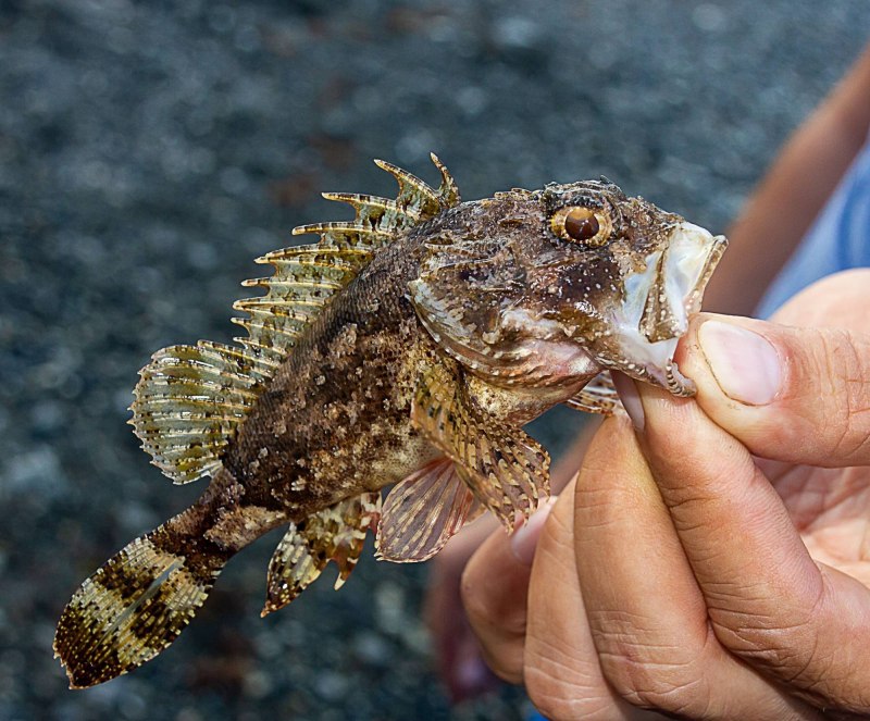 Морской ёрш Охотское море