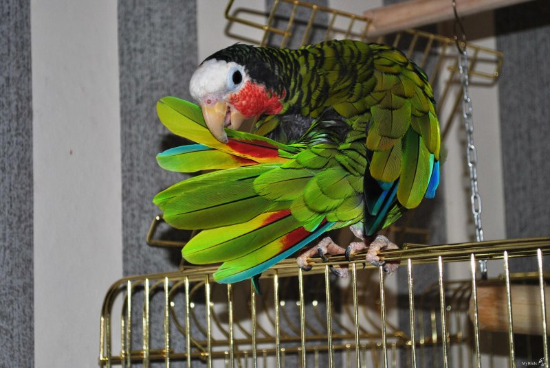 Венесуэльский Амазон самка