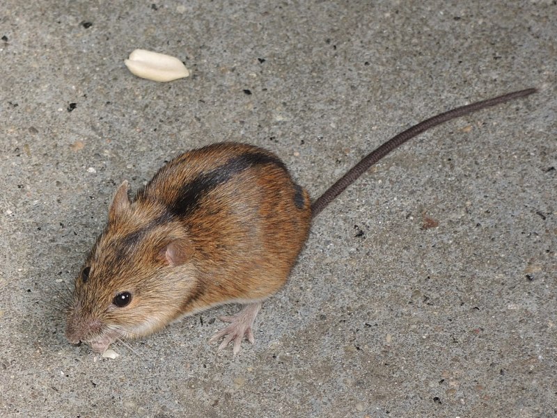 Рыжая мышь с полоской (70 фото)