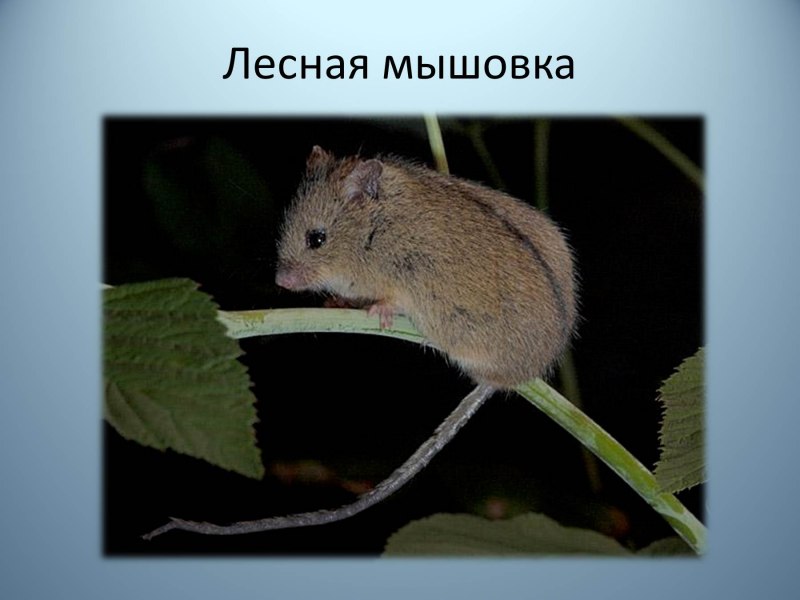 Красная Лесная полевка