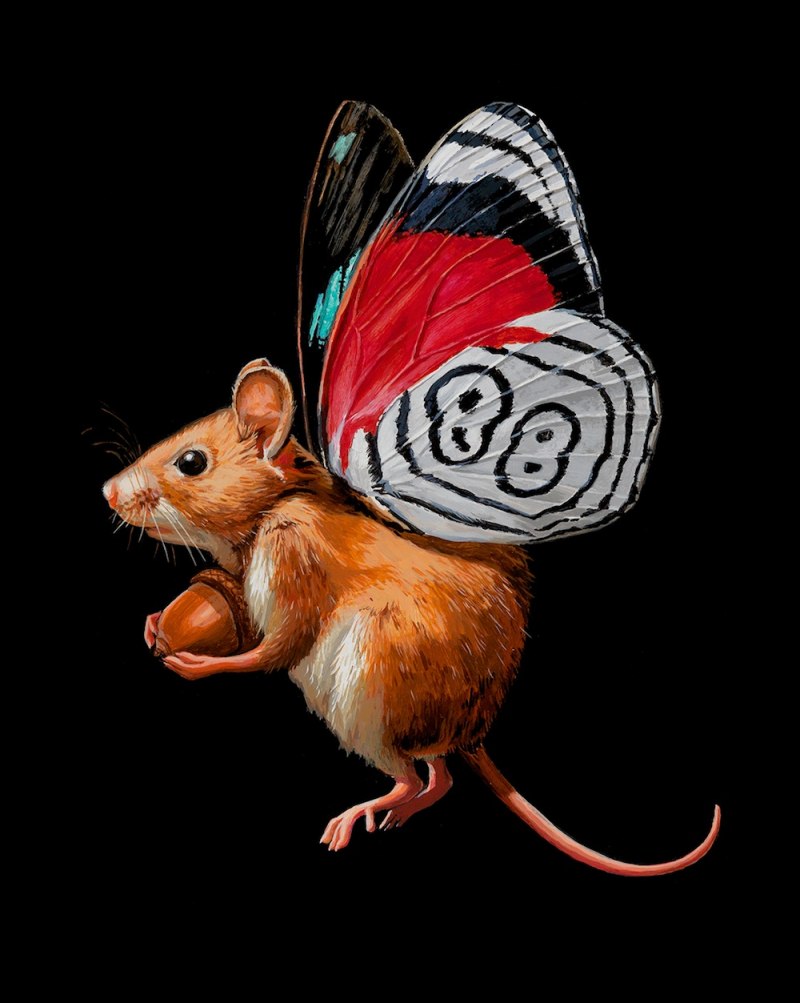 Apodemus agrarius