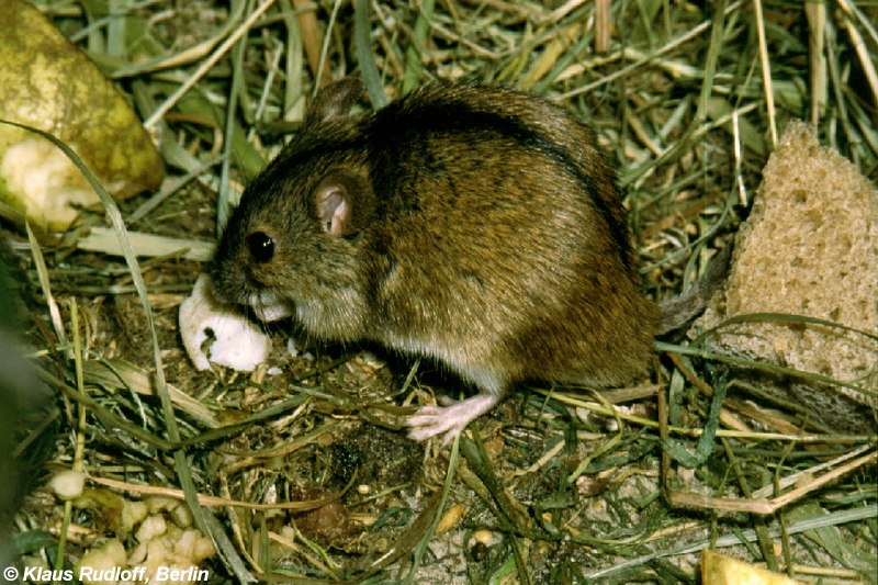 Мышь-Малютка – Micromys minutus