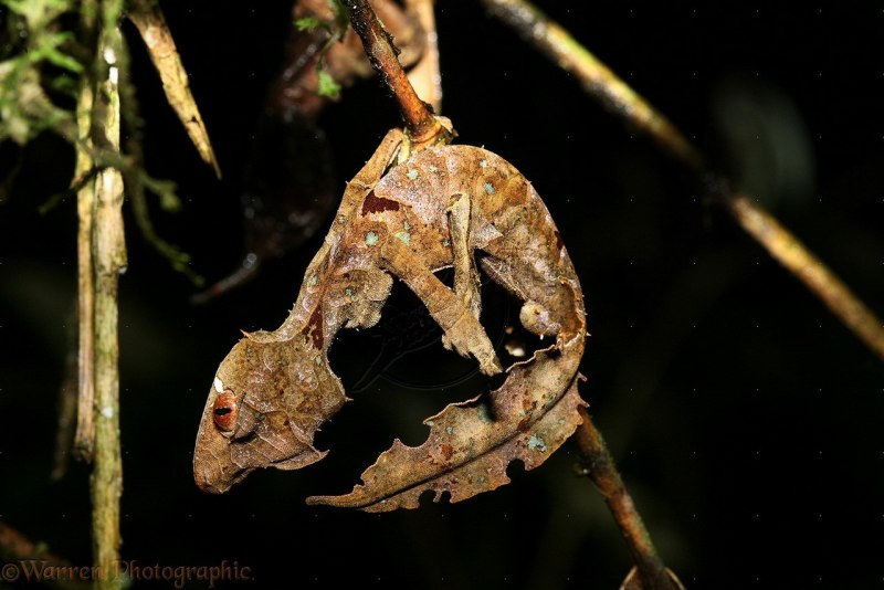 Uroplatus ebenaui