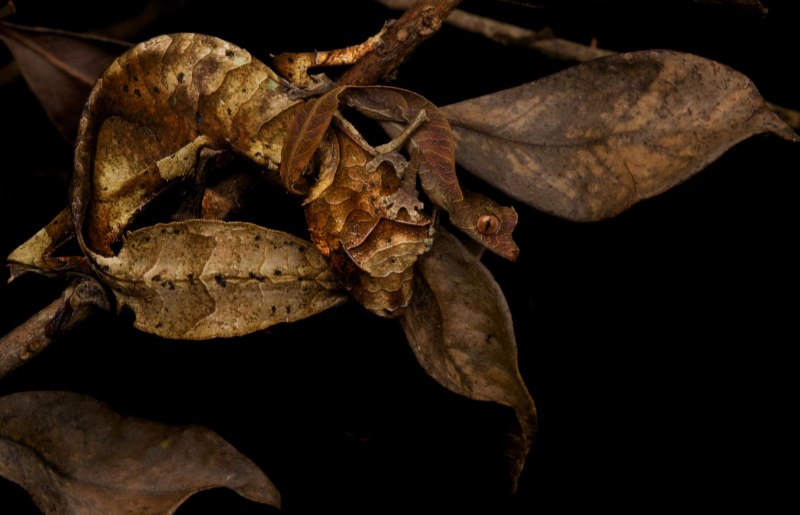 Листохвостый геккон Uroplatus phantasticus