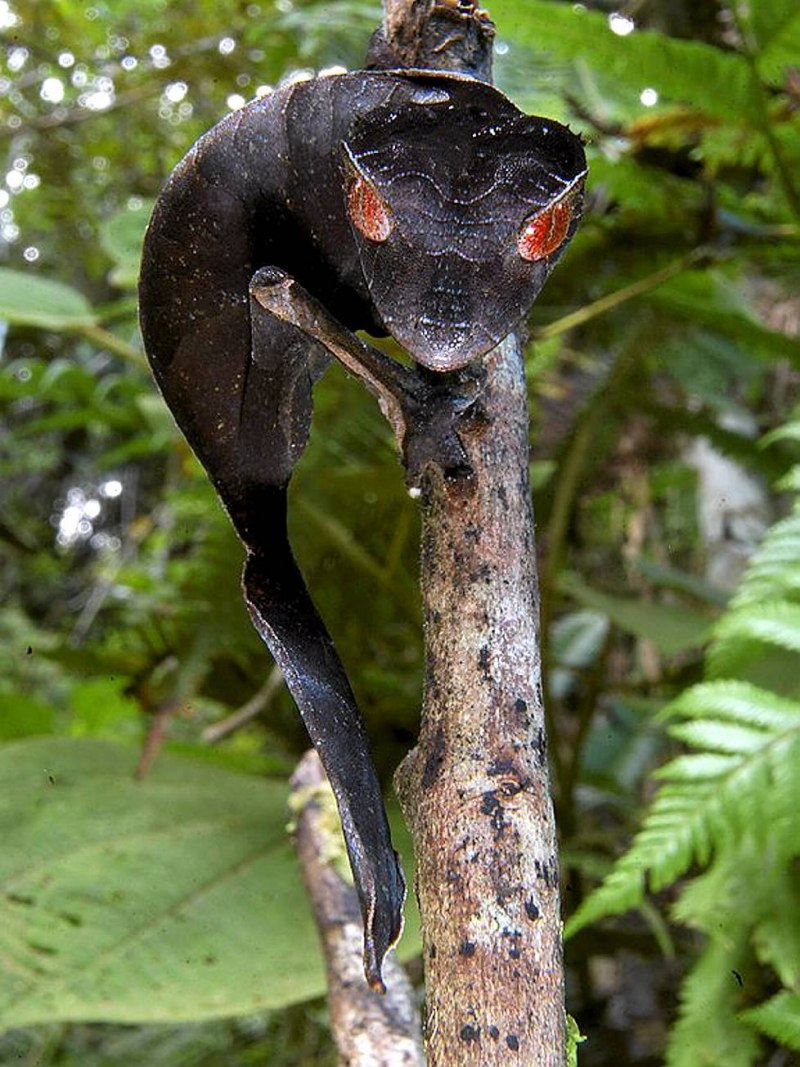 Uroplatus phantasticus