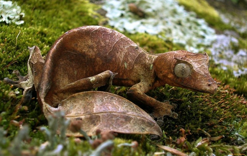 Uroplatus sikorae