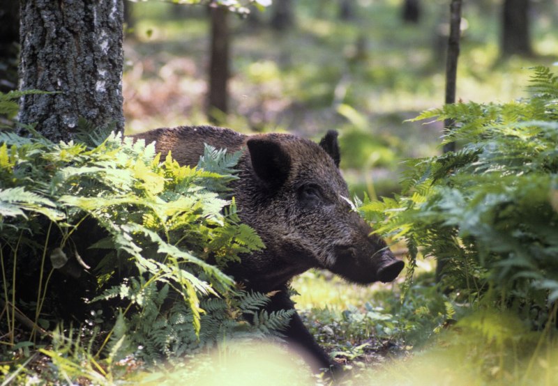 Европейский дикий кабан sus scrofa Ferus