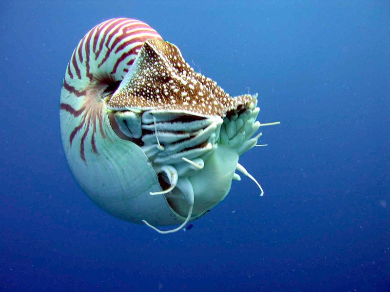 Nautilus Pompilius моллюск