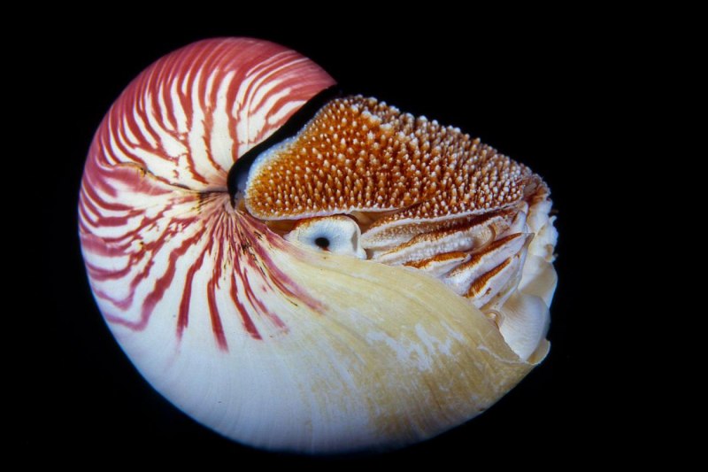 Nautilus Pompilius моллюск