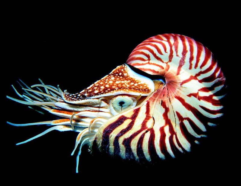 Наутилус моллюск (67 фото)
