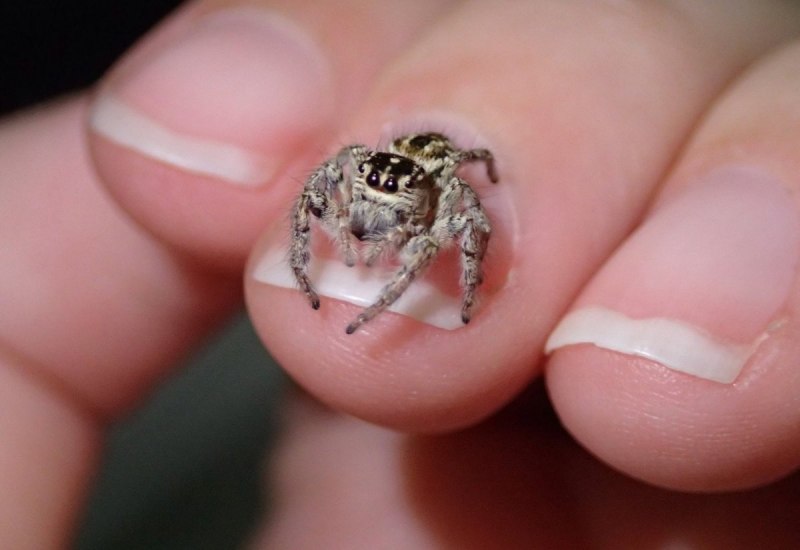 Phidippus Audax