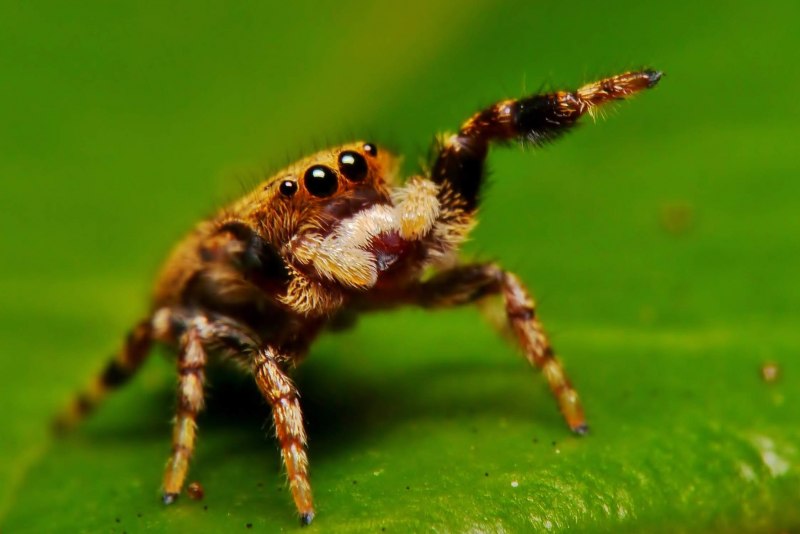 Паук Maratus speciosus