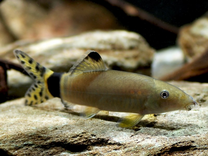 Боция Бердмора (Syncrossus berdmorei)
