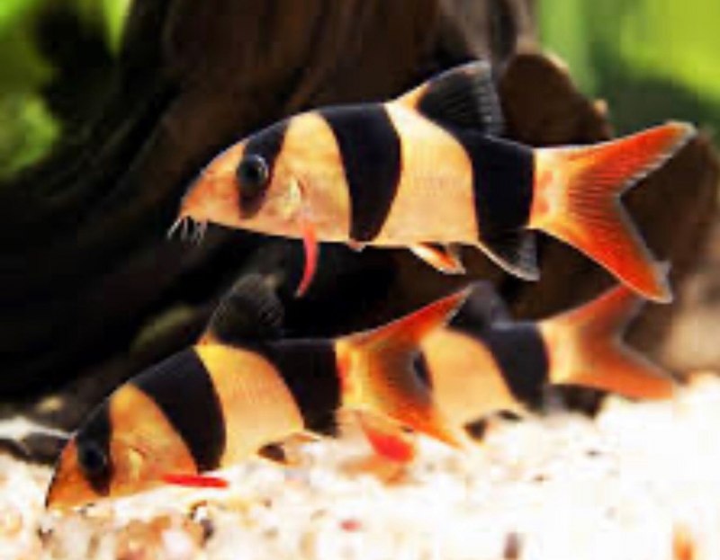 Botia histrionica