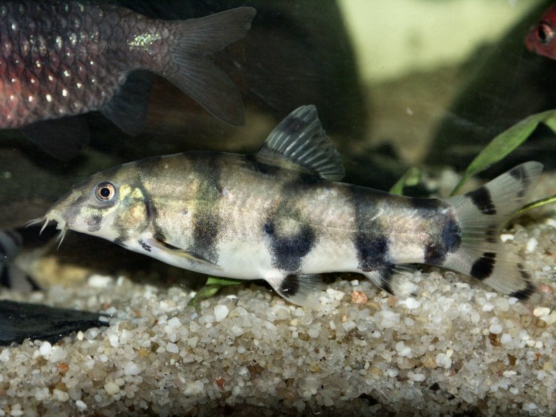 Боция мраморная Botia lohachata