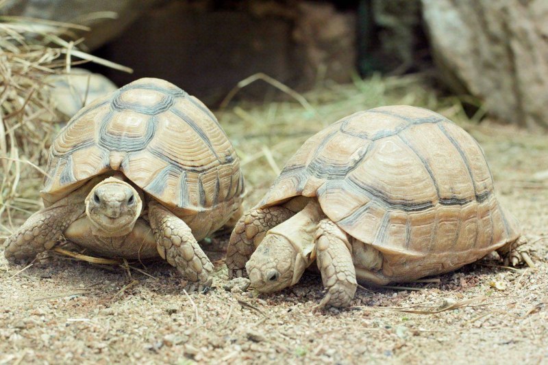 Testudo kleinmanni