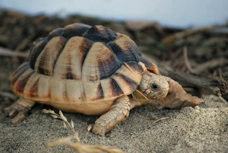Египетская черепаха (70 фото)