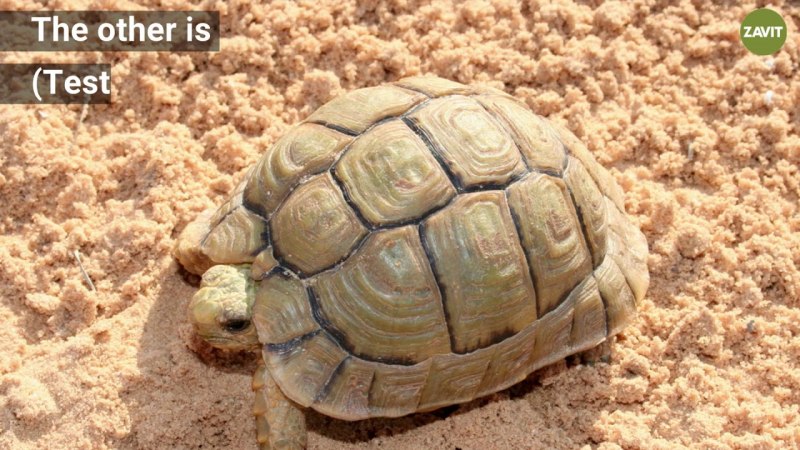 Testudo kleinmanni