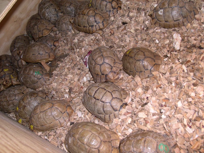Средиземноморская черепаха Testudo Graeca