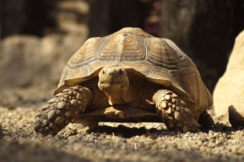 Testudo Hermanni boettgeri