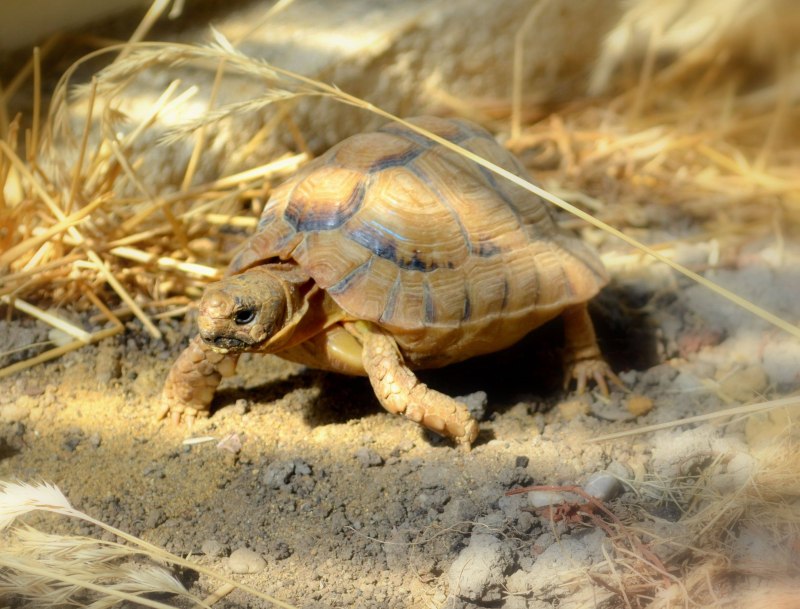 Черепашата Testudo