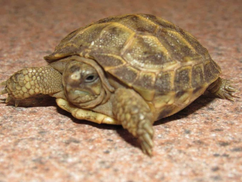 Testudo kleinmanni