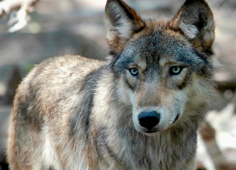 Canis Lupus, alces alces