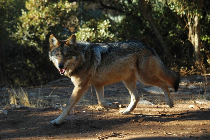 Canis Lupus pallipes