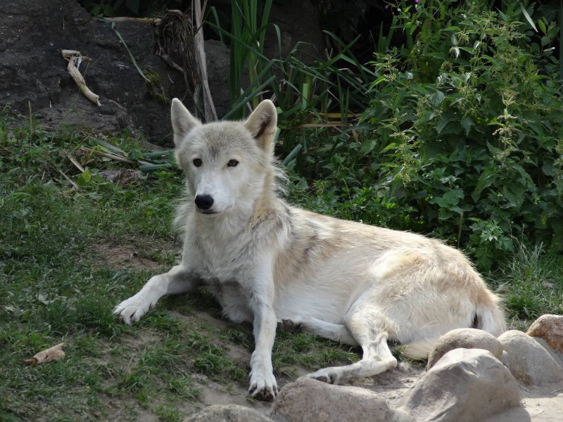 Кенайский волк canis Lupus alces