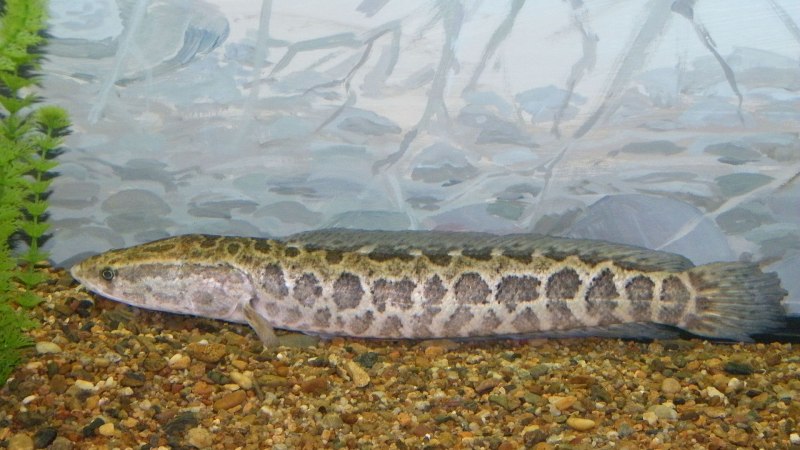 Channa punctata
