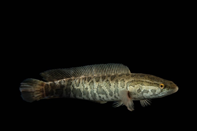 Channa marulioides