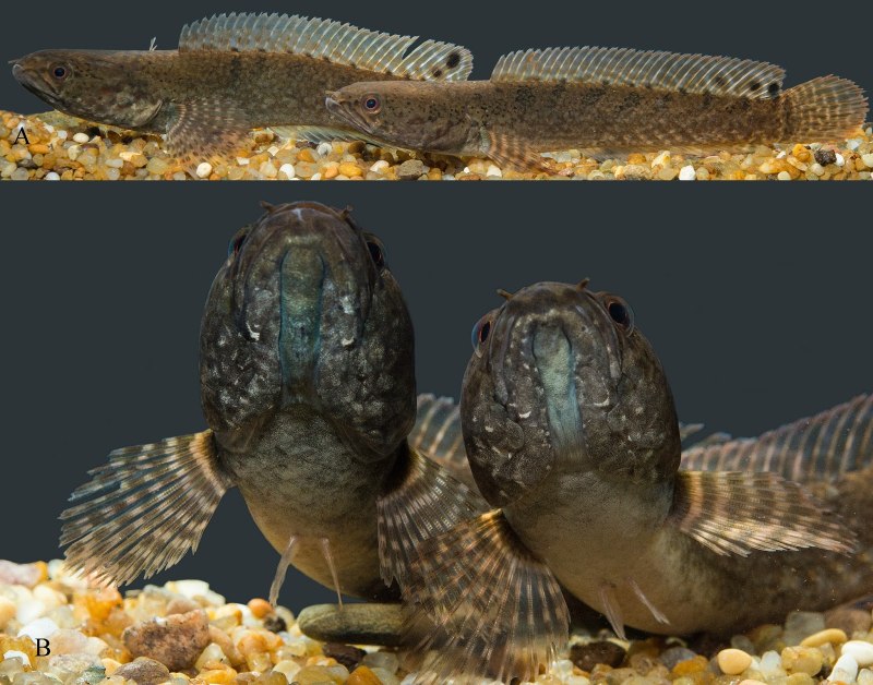 Channa Habitat
