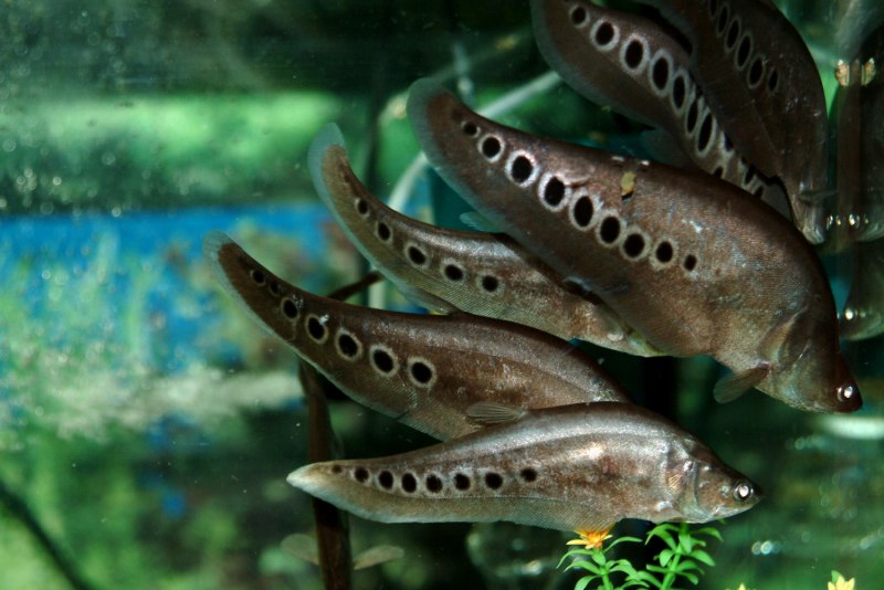 Channa Lucius