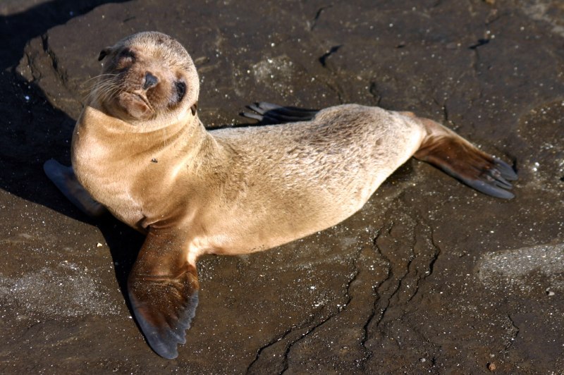 Zalophus wollebaeki