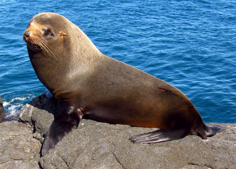 Галапагосский морской котик (Arctocephalus Galapagoensis)