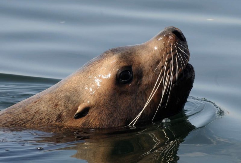Австралийский морской Лев (Neophoca cinerea)