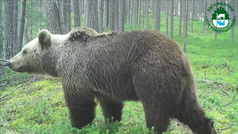 Бурый медведь леса Брянск