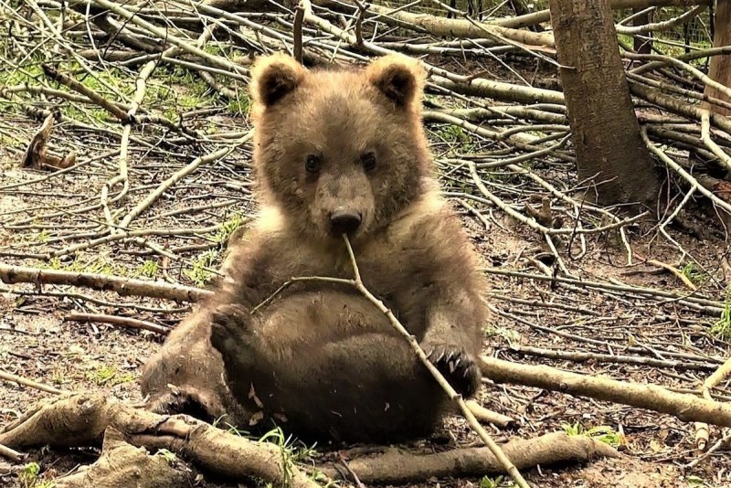 Млекопитающие медведь бурый