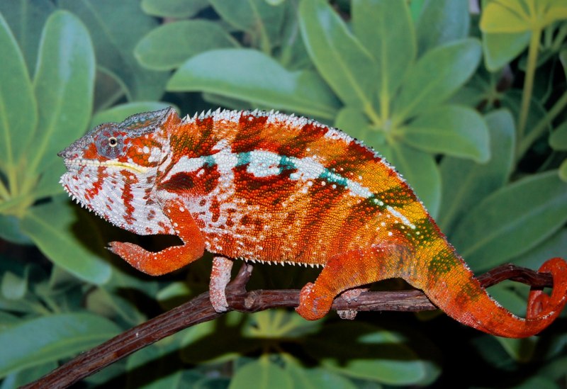 Пантеровый хамелеон Furcifer pardalis