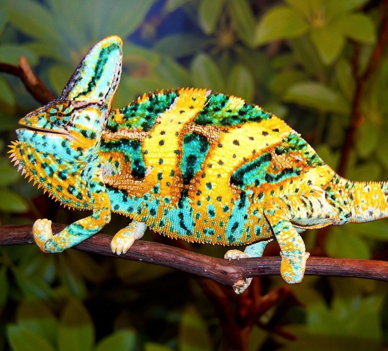 Хамелеон пантерный - Furcifer pardalis