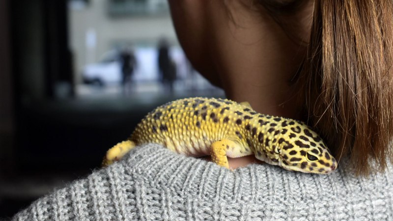 Хамелеон Ковровый (Furcifer lateralis)