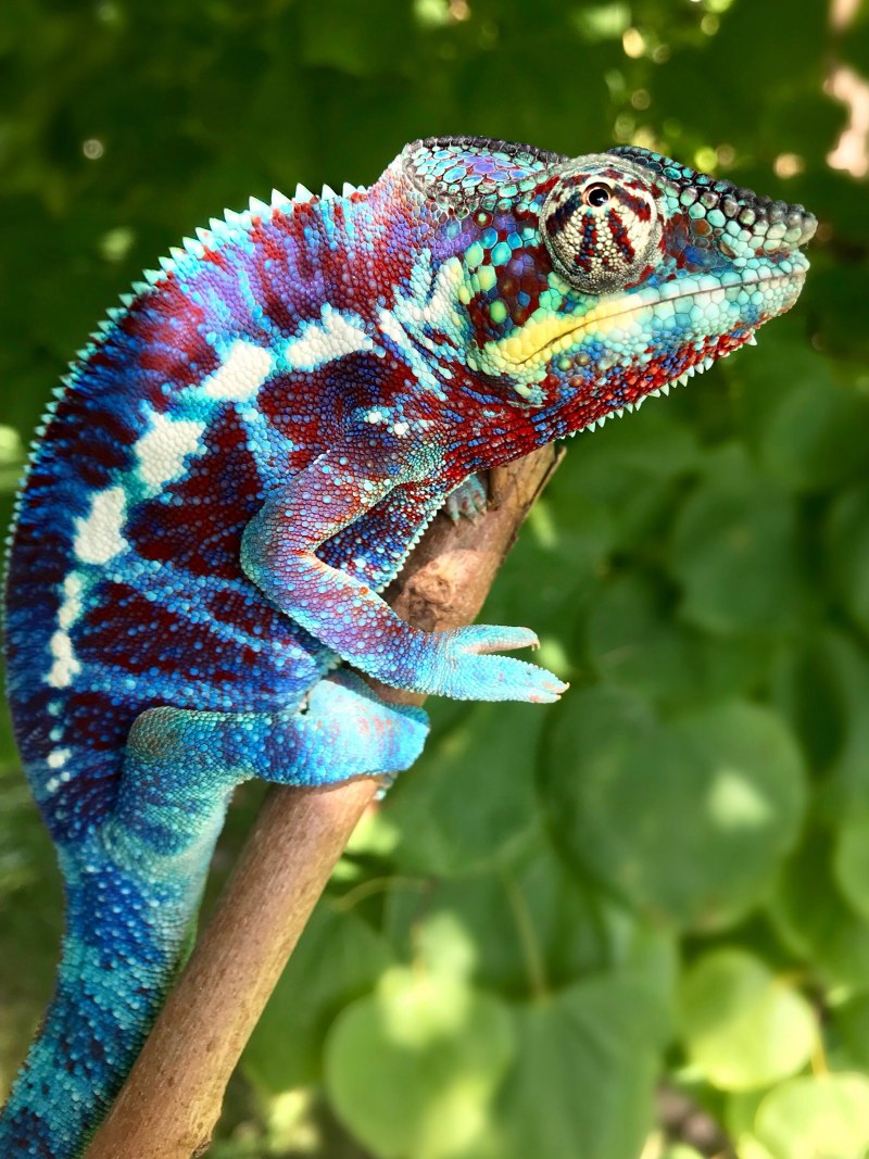 Macro Chameleon shot