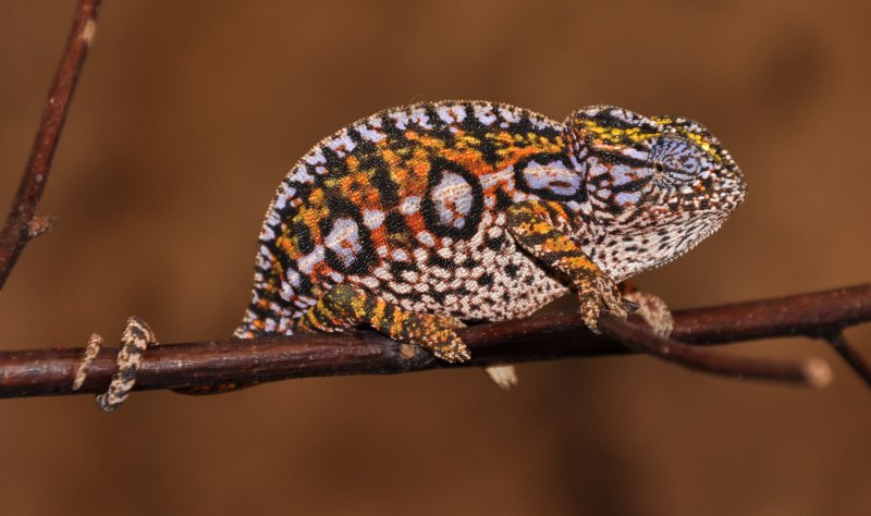 Хамелеон Ковровый (Furcifer lateralis)