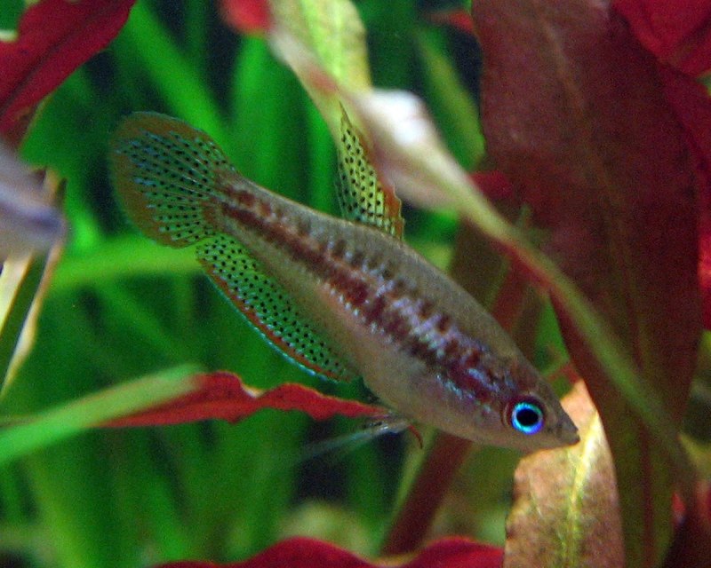 Гурами карликовый Trichopsis pumila