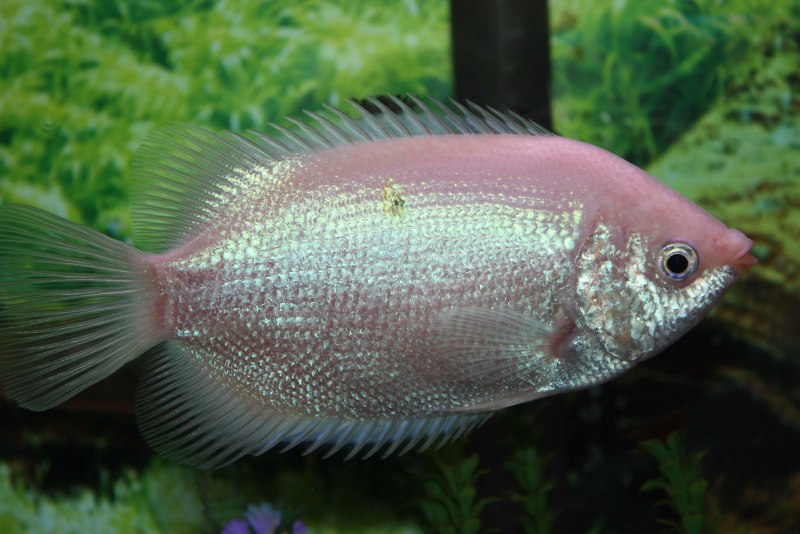 Trichopsis pumila