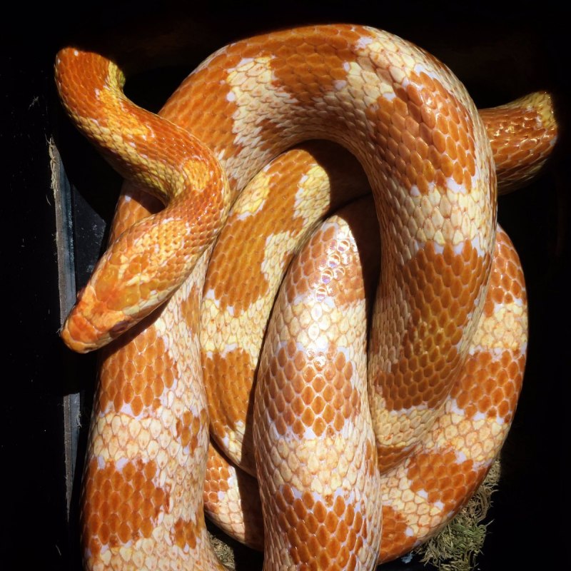 Маисовый полоз Hypo Stripe