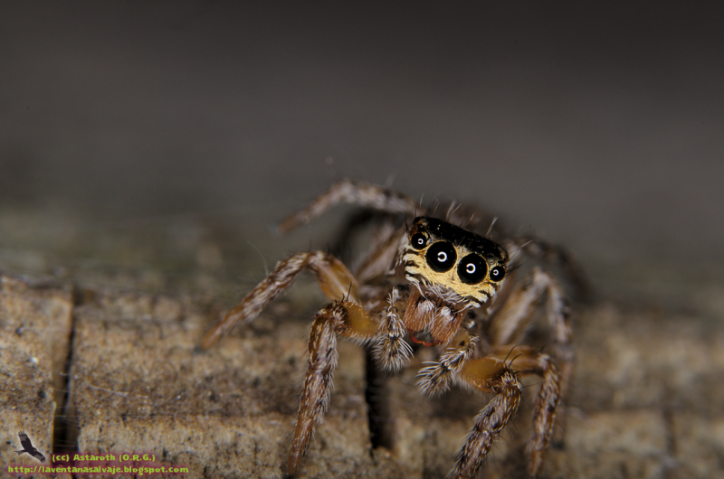 Salticidae пауки-скакуны